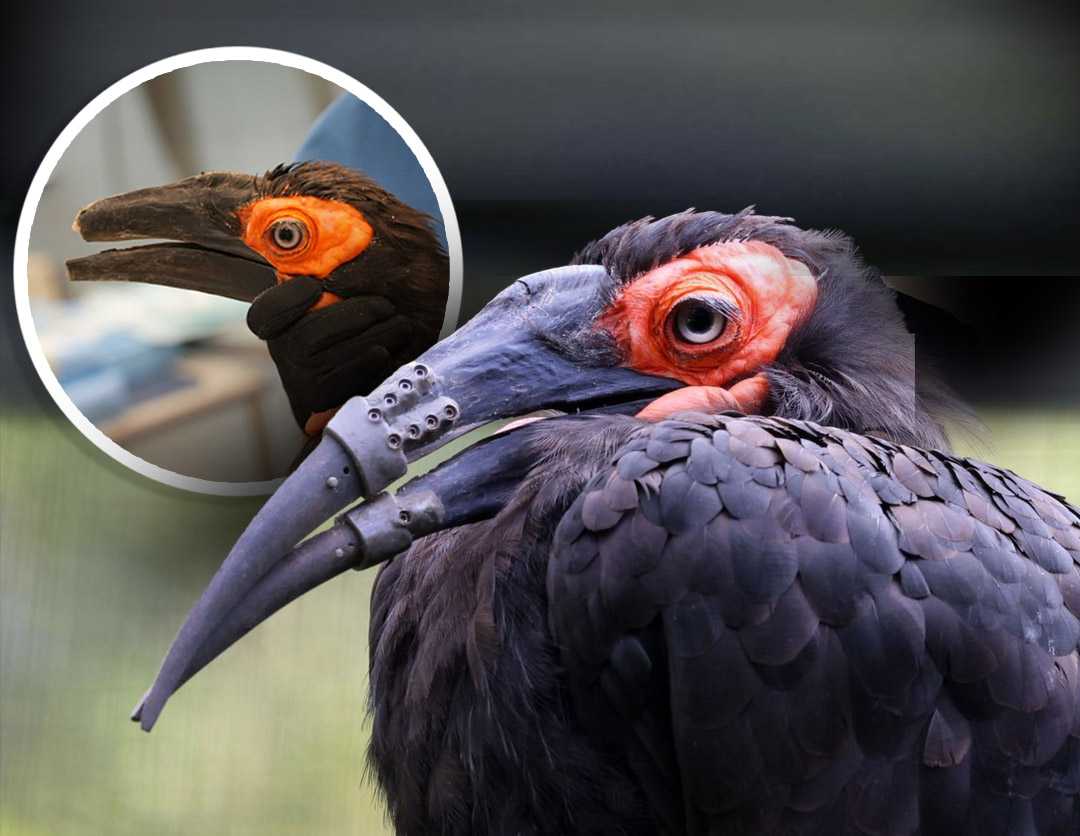 Hornbill receives 3D-printed beak, marking historic first — WISN 12 Milwaukee