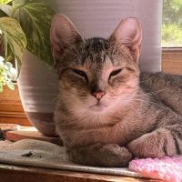 Milwaukee Record Cat Of The Week: Princess — Oconomowoc Business news